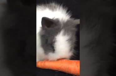 Cute rabbit eating a carrot