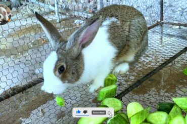 Cute Rabbit - Welcome to the new guy - Dacy and Maya