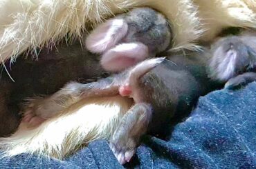 Rabbit Mom Feeding 2 Cute Baby Rabbits