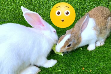 Dacy and Maya | ASMR Cute Rabbit eating funny fresh vegetables | Cute Rabbits