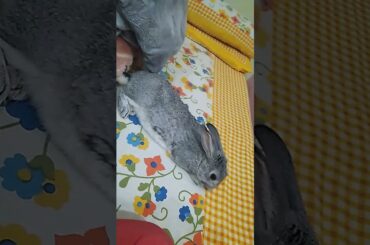 My cute rabbit #shorts #btsarmy #btssong