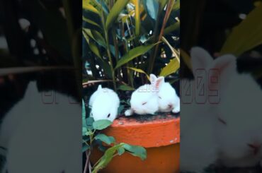 Cute Rabbit | Cute animal #shorts