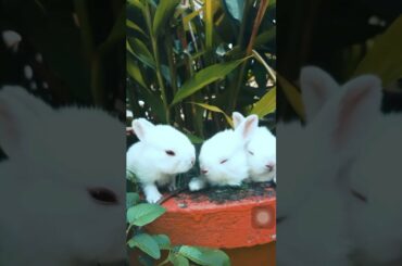 Funny and cute baby bunny Rabbit animal video Compilation
