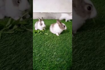 cute baby bunny #shorts
