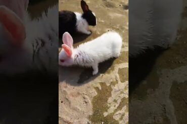 cute baby rabbits#shorts #baby animals#funny