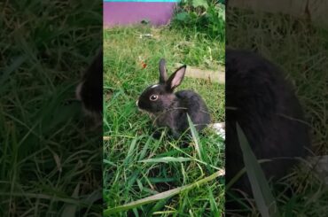 Cute baby rabbits #rabbits #shorts #babyrabbits #bunny #cute #funny #feelings