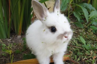 Cute Rabbit Dirty Paws Face Cleaning