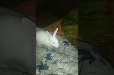 Cute Rabbit Playing at Night