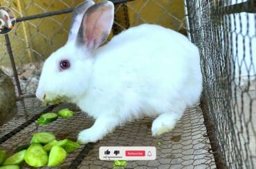 Cute Rabbit - Best funny eating show - Dacy and Maya