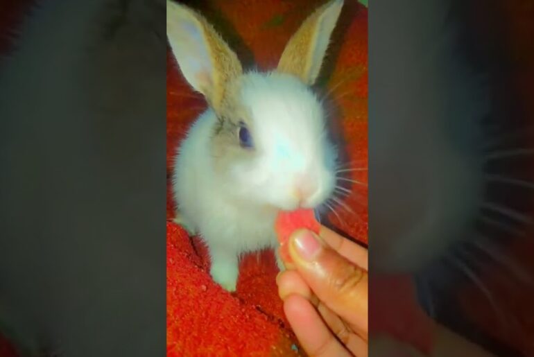 CUTE baby rabbit eating