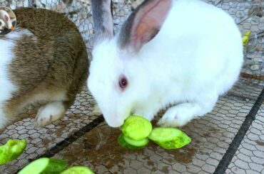 Cute Rabbit - Do we have another new member? - Dacy and Maya