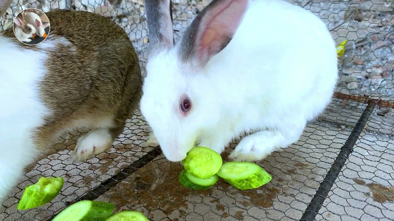 Cute Rabbit - Do we have another new member? - Dacy and Maya