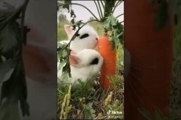 Funny n Cute Rabbit Bunnies