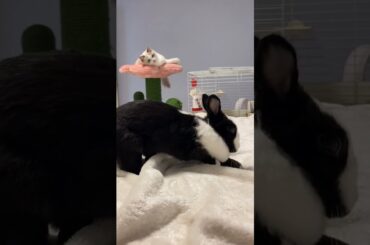 Foods ASMR | Cute Rabbit