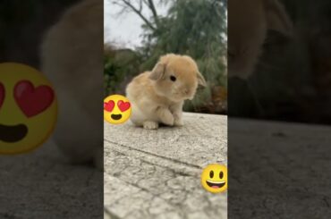 so cute bunny