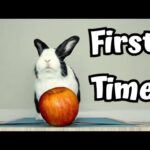 cute rabbit eating apple for first time by TitTat Pets | Aww rabbit 02