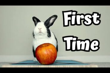 cute rabbit eating apple for first time by TitTat Pets | Aww rabbit 02