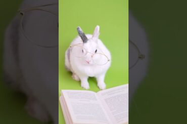 Funny Rabbit Reading Book....Cute Bunny