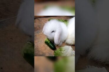 So cute baby bunny