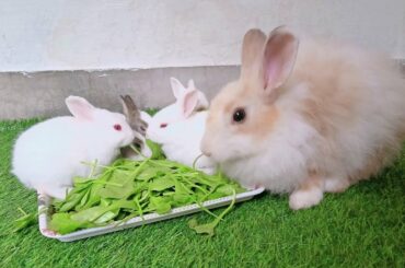 Cute Rabbit Feeding With cute Bunnies | Animals Ubs