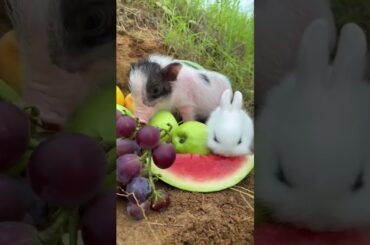 Cute Rabbit and pig friends #vkpaws #pet #petanimals #bunny #pig