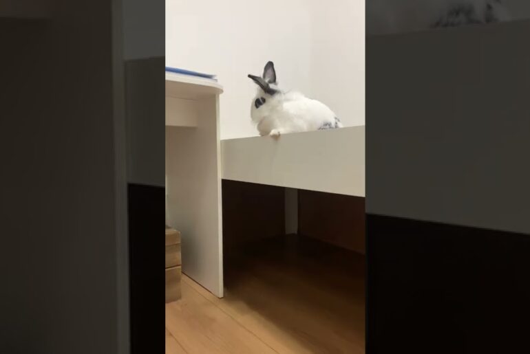 Bunny jumping out of the bed! | Lily Bobtail