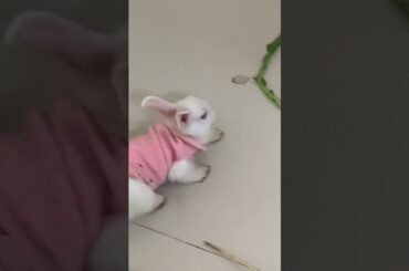 Cute baby bunny#bunny #shorts #beautiful #baby #rabbit #freeroambunny