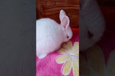 Cute baby bunny "Rui" #bunny #cute #rabbit #pets #shorts