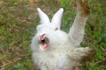 Cute baby rabbit scream / Catching a screaming baby bunny