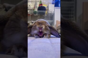 cute rabbit   #shorts