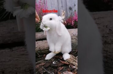 cute rabbits eat flowers cute rabbit in the world's #shorts #rabbit #cute #animals
