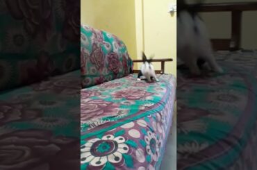 chura liya | cute rabbit