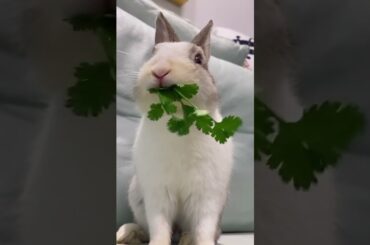 rabbitbaby rabbit baby#Shorts