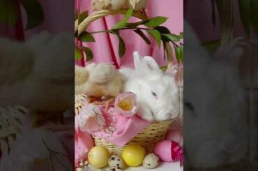 cute rabbit #shorts