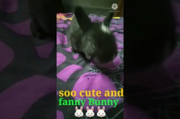 My Bunny is very Fanny and soo cute Rabbit