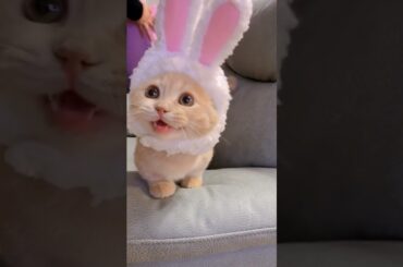 Cute rabbit !!! #Shorts #cat