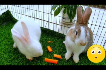 Dacy and Maya | asmr cute rabbit kissing each other so sweet Maya  | Cute Rabbits