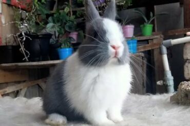 Funny and Cute Baby Bunny Rabbit Videos - Baby Animal Compilation (2022)