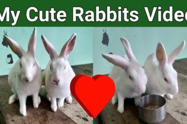 Funny and Cute Bunny Rabbit Videos || My beautiful rabbits video || Cute Baby Rabbits Playing ||