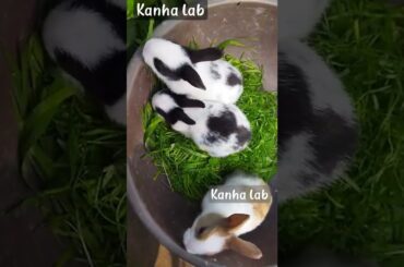 cute rabbit sweet rabbit green grass