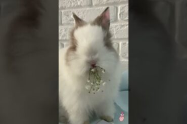 Cute bunny