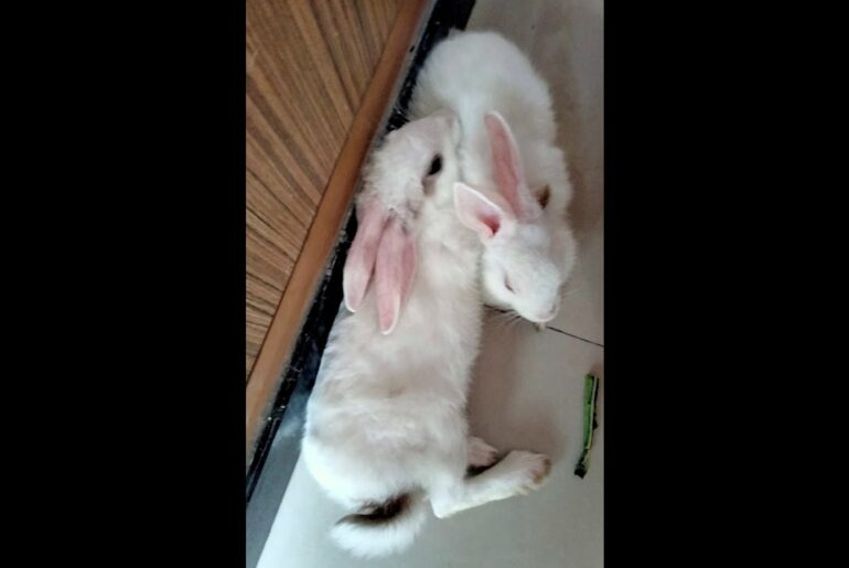 Cute Rabbit Video | rabbit grooming itself