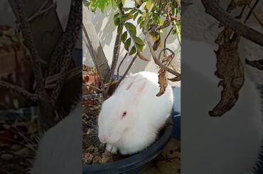 Cute Rabbit resting under tree #rabbit #bunny #pet #tree #shorts #shortvideo