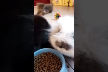 Imposter Cute Rabbit  Cute Rabbit #00168 29