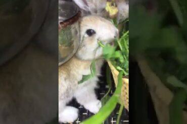 cute Flemish Giant rabbit's baby.... #rabbit #cute #Netherland Dwarf rabbit #shortvideo #baby
