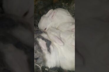 The Cute Bunny of Gaint angora are just only 19 days old . | Rabbits | Bunny | English angora