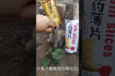 Imposter Cute Rabbit  Cute Rabbit #00168 41