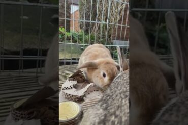 Super Cute Rabbit Pets