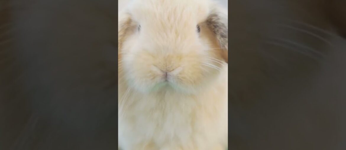 Cute Bunny Chilling Out - Sweet Baby Bunny #cutebunny #chilling #short #tiktok #bunnyvideos #pets