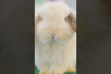 Cute Bunny Chilling Out - Sweet Baby Bunny #cutebunny #chilling #short #tiktok #bunnyvideos #pets